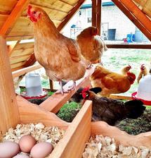 best breed for backyard chickens