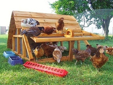 Backyard chicken coop hen houses for 2-6 chickens