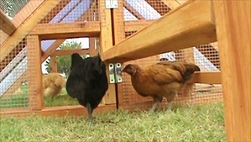 chicken coop and run - video