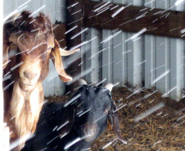 our goat loves snow