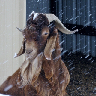 our goats love snow