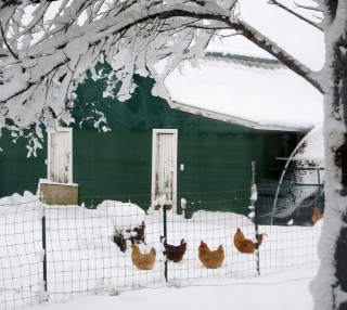 How to winterize chicken coop