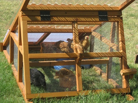 beautiful and useful duck coop for sale