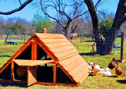 best ready made duck coop kit best ready made chicken coop too