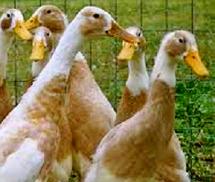 indian runners ducks for sale dallas tx