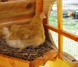 Texas Ranch Coops- Backyard Chicken/Duck Coops For Sale