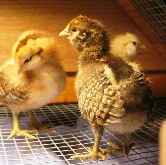 Americauna Chicks for sale in dallas