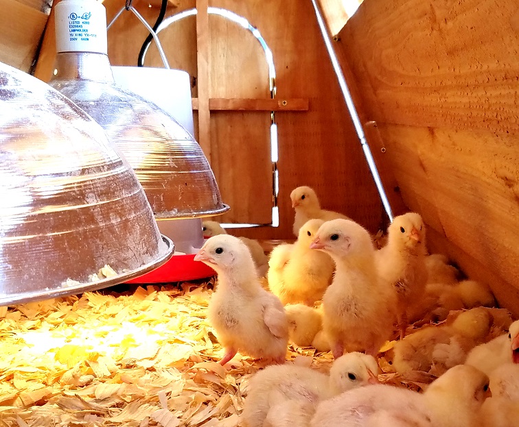 5 feet tall brooder coop