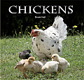most popular breeds of chickens