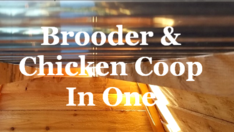 chicken brooder and chicken coop