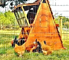 tall chicken coop and brooder