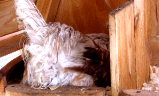 portable hen house chicken coop in texas