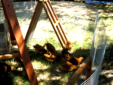 shelter for free range chickens