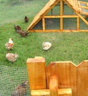 Texas chicken coop with fence