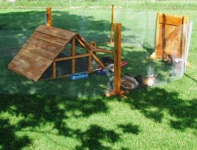Texas Chicken coop and yard