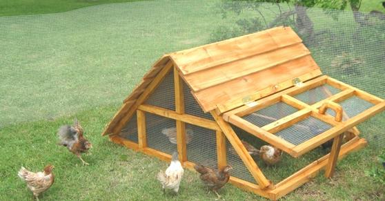 Texas chicken/duck coop/shelter/hen house