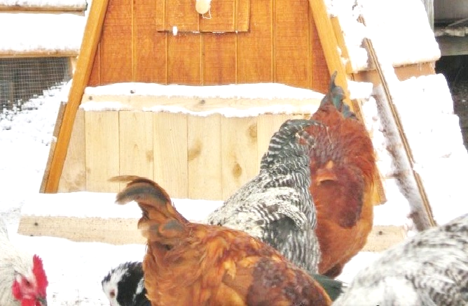 christmas special beautiful affordable chicken coops