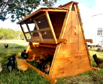 5' tall chicken coop for 8 hens