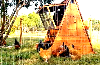 portable chicken coop and fence post  for sale
