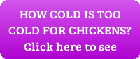how cold is too cold for chickens