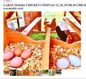 post Houston nationwide chicken coop business with shop lake Winnsboro Texas 