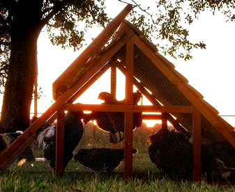 chicken coop at night