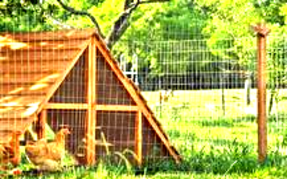 LARGE CHICKEN COOPS PORTABLE