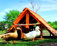 best duck coop kit good use for chicken coop too