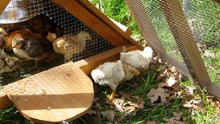 brooder for sale- first day out door