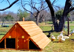 best duck coop duck houses kit in usa