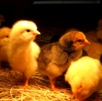 brooder and chicks for sale