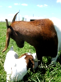 my pet goats