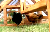 a coop raise happy hens