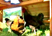 best predator-proof chicken coop for sale