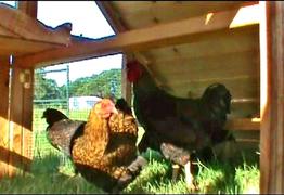 best predator-proof chicken coop for sale