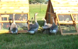 goose coop for sale