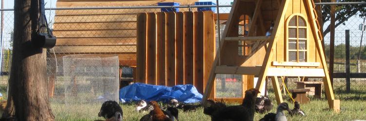 Texas backyard Chicken coops for sale