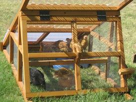 One of our own 4x6 coops contained eight healthy young Ameraucanas 