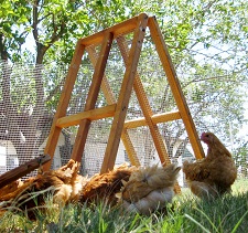 backyard chicken fence/shilter