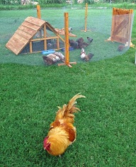 chicken yard- Texas ranch coops